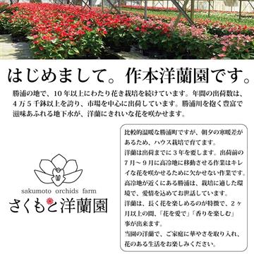 【黄色】シンビジューム 6号鉢 3～4本立て