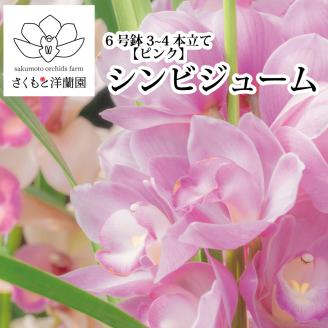 【ピンク】シンビジューム 6号鉢 3～4本立て
