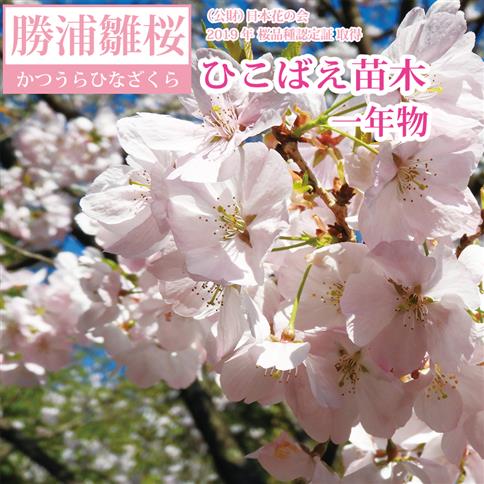 勝浦ひな桜 苗木 1本