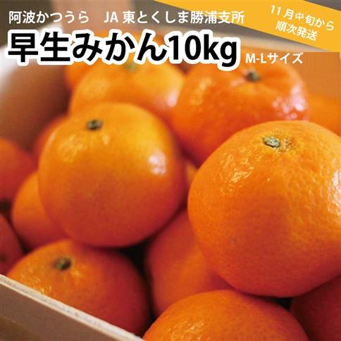 JA東とくしま 勝浦早生みかん 10kg M-Lサイズ 優品