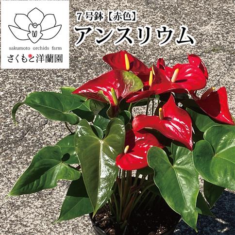 【赤】アンスリウム 7号鉢 赤