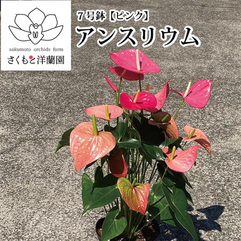 【ピンク】アンスリウム 7号鉢 ピンク