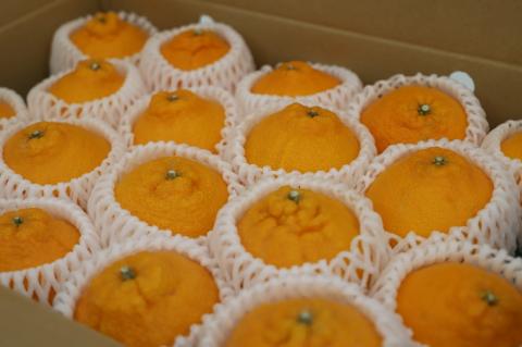 厳選！市原さんちの不知火(しらぬい)　1箱(15玉～24玉入り)　※2026年3月初旬頃から発送　※離島不可　---sanagouchi_ine_1_1hk---