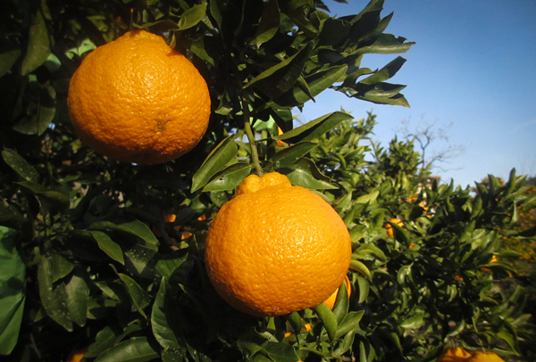 青木さんちの不知火（しらぬい）『味自慢』　1箱(18玉～24玉入り)　※2026年3月末頃から発送　※離島不可 ---sanagouchi_amh_1_1hk---