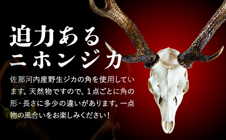 ニホンジカ頭骨付き角　壁掛け(中)　【配送不可地域あり】※離島不可 《30日以内に出荷予定(土日祝除く)》  ---sanagouchi_uen_1_1k---