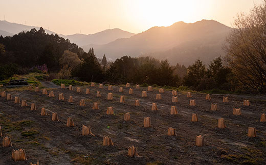 「山神果樹薬草園」柚子のハンド＆ボディケアセット 《30日以内に出荷予定(土日祝除く)》  ---sanagouchi_myk_10_1set---