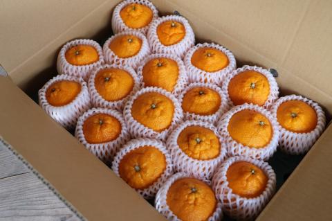 厳選！市原さんちの不知火(しらぬい)　1箱(15玉～24玉入り)　※2026年3月初旬頃から発送　※離島不可　---sanagouchi_ine_1_1hk---