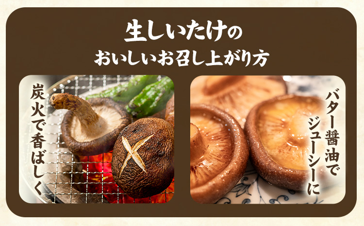 「訳あり」生しいたけ　200g×3袋(サイズ混合)　【配送不可地域あり】※離島不可 《30日以内に出荷予定(土日祝除く)》しいたけ 椎茸 シイタケ 生 大ぶり 食べ応え 厚い しいたけ 訳あり しいたけ 肉厚 しいたけ 醤油 徳島県 佐那河内村 ---sanagouchi_izs_15_3p---
