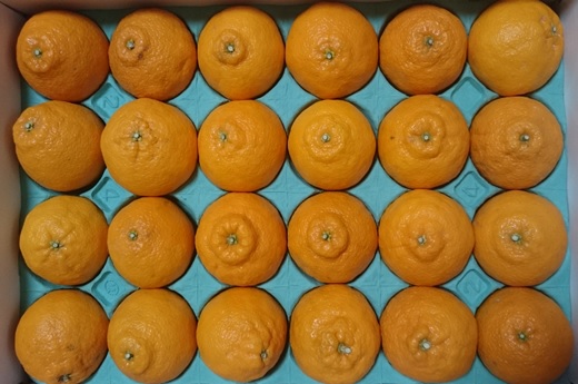 青木さんちの不知火（しらぬい）『味自慢』　1箱(18玉～24玉入り)　※2026年3月末頃から発送　※離島不可 ---sanagouchi_amh_1_1hk---