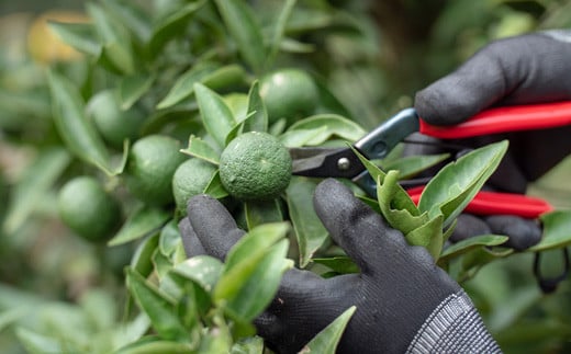 「山神果樹薬草園」柑橘リキュールとハンドクリームのセット　すだち 《30日以内に出荷予定(土日祝除く)》  ---sanagouchi_myk_13_1set---