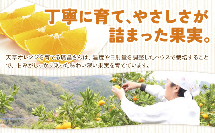 ハウス追熟 天草オレンジ 4玉～9玉入 廣畠農園《1月中旬頃出荷予定》徳島県 佐那河内村 みかん ミカン 蜜柑 柑橘 フルーツ 果物 くだもの【配送不可地域あり】※離島---sanagouchi_hhn_5_1hk---