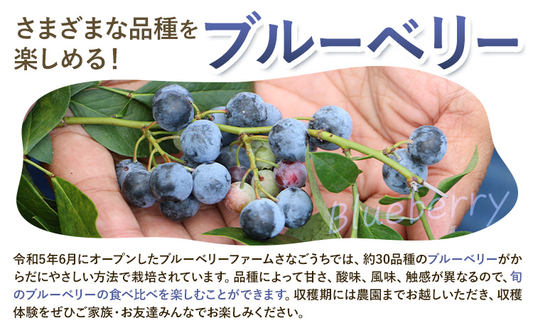 令和8年度果樹オーナー権(ブルーベリー）---sanagouchi_sko_2_1k---
