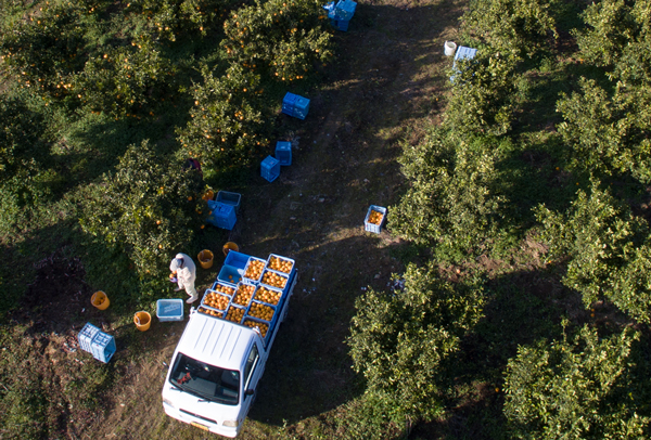 青木さんちの不知火（しらぬい）『味自慢』　1箱(18玉～24玉入り)　※2026年3月末頃から発送　※離島不可 ---sanagouchi_amh_1_1hk---