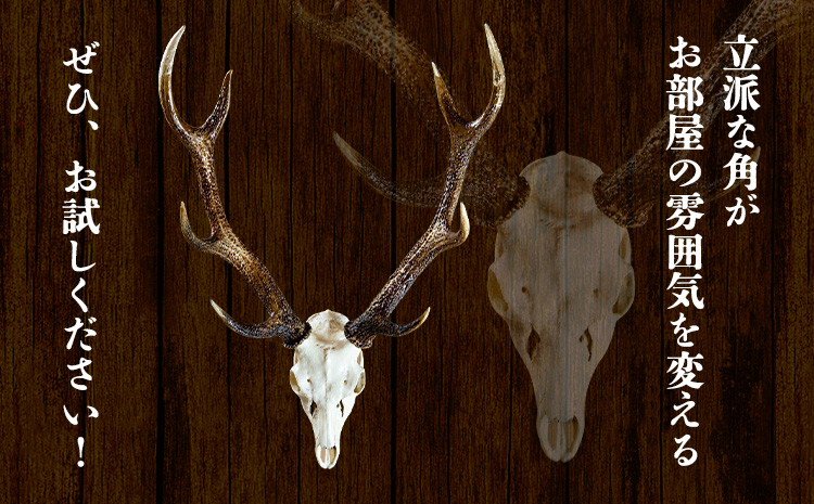 ニホンジカ頭骨付き角　壁掛け(小)　【配送不可地域あり】※離島不可 《30日以内に出荷予定(土日祝除く)》  ---sanagouchi_uen_2_1k---