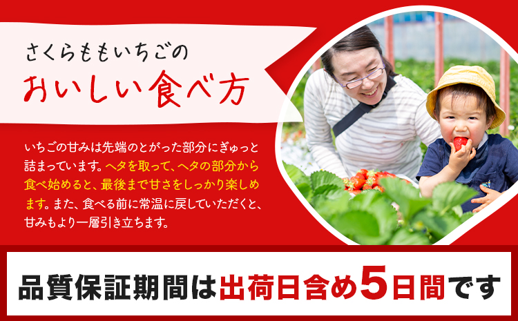 いちご 佐那河内村限定 さくらももいちご  24粒 28粒 化粧箱 JA徳島市佐那河内支所 ふる里産品推進協議会《3月上旬-3月下旬発送》徳島県 佐那河内村【配送不可地域あり】※離島 | ブランドいちご 産地直送 ギフト大賞 ジューシー---sanagouchi_hss_8_1k---