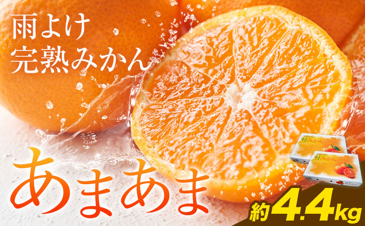 雨よけ完熟みかん「あまあま」選べる内容量 約4.4kg 正木久之《12月下旬-1月中旬》徳島県 佐那河内村 みかん ミカン 蜜柑 柑橘 箱入り 化粧箱 フルーツ 果物 くだもの 贈答【配送不可地域あり】※離島不可---sanagouchi_mhy_2_2hk---