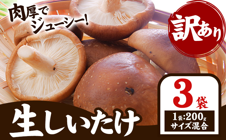 「訳あり」生しいたけ　200g×3袋(サイズ混合)　【配送不可地域あり】※離島不可 《30日以内に出荷予定(土日祝除く)》しいたけ 椎茸 シイタケ 生 大ぶり 食べ応え 厚い しいたけ 訳あり しいたけ 肉厚 しいたけ 醤油 徳島県 佐那河内村 ---sanagouchi_izs_15_3p---