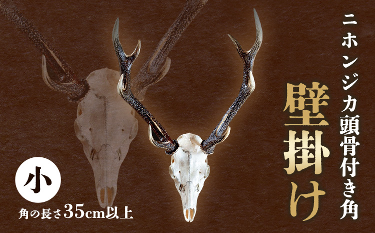 ニホンジカ頭骨付き角　壁掛け(小)　【配送不可地域あり】※離島不可 《30日以内に出荷予定(土日祝除く)》  ---sanagouchi_uen_2_1k---