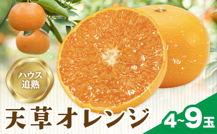 ハウス追熟 天草オレンジ 4玉～9玉入 廣畠農園《1月中旬頃出荷予定》徳島県 佐那河内村 みかん ミカン 蜜柑 柑橘 フルーツ 果物 くだもの【配送不可地域あり】※離島---sanagouchi_hhn_5_1hk---