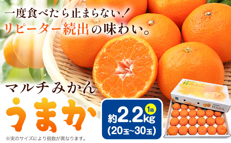 丹精込めて育てました！マルチみかん「うまか」 1箱 2.2kg 《11月中旬-12月末頃に出荷予定(土日祝除く)》 広畠農園 【配送不可地域あり】(離島) みかん ミカン 蜜柑 早生 柑橘 佐那河内 徳島県 箱入り 化粧箱 S M L フルーツ 果物 くだもの 贈答 進物---sanagouchi_hhn_1_1hk---