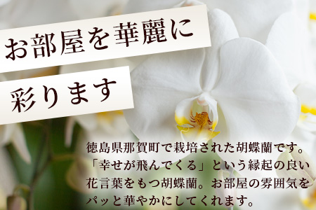 胡蝶蘭 5本(切り花 1本あたり5～7輪)［徳島県産 徳島県 那賀町 花 はな フラワー 胡蝶蘭 大輪 お祝い 祝い お祝い花 誕生日 結婚記念日 母の日 開店 開院 開局 合格 就任 周年 進発 栄転 昇格 還暦 喜寿 新築 仏花 お供え花 お悔み花 プレゼント 贈物 5本］【KN-1】