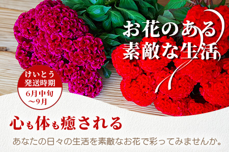 ≪6月中旬～9月発送≫ 那賀町産 けいとう 15本～20本【相生の花】【徳島県 那賀町 生花 お花 花束 生け花 華道 鶏頭 ケイトウ 生産者直送 プレゼント 贈り物 フラワーアレンジメント インテリア ドライフラワー 切り花 切花 仏花 お盆 彼岸】 MN-1