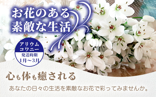 【先行受付】【1月～3月発送】アリウムコワニー 15本～20本 徳島県 那賀町産【相生の花 生花 お花 花束 生け花 華道 生産者直送 プレゼント 贈り物 フラワーアレンジメント インテリア ドライフラワー 切り花 切花】MN-2