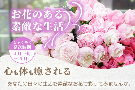 【予約受付】那賀町産 しゃくやく 8本～10本【4月下旬～5月発送】【徳島県 那賀町 相生の花 蕾 生花 お花 花束 生け花 華道 シャクヤク 芍薬 プレゼント 贈り物 フラワーアレンジメント インテリア ドライフラワー 切り花 切花 生産者直送】MN-3