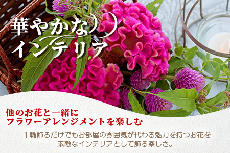 ≪6月中旬～9月発送≫ 那賀町産 けいとう 15本～20本【相生の花】【徳島県 那賀町 生花 お花 花束 生け花 華道 鶏頭 ケイトウ 生産者直送 プレゼント 贈り物 フラワーアレンジメント インテリア ドライフラワー 切り花 切花 仏花 お盆 彼岸】 MN-1