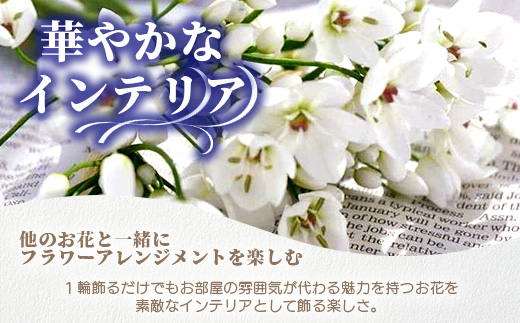 【先行受付】【1月～3月発送】アリウムコワニー 15本～20本 徳島県 那賀町産【相生の花 生花 お花 花束 生け花 華道 生産者直送 プレゼント 贈り物 フラワーアレンジメント インテリア ドライフラワー 切り花 切花】MN-2