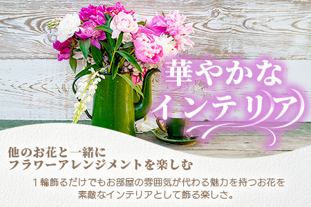 【予約受付】那賀町産 しゃくやく 8本～10本【4月下旬～5月発送】【徳島県 那賀町 相生の花 蕾 生花 お花 花束 生け花 華道 シャクヤク 芍薬 プレゼント 贈り物 フラワーアレンジメント インテリア ドライフラワー 切り花 切花 生産者直送】MN-3
