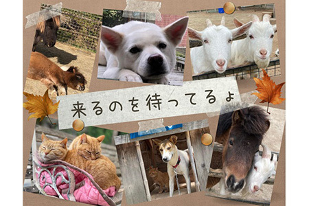 自然の中で動物とふれあい＆乗馬体験（1名）CC-1 徳島 那賀 体験 乗馬 乗馬体験 動物とふれあい アウトドア レジャー 1名様 1枚【体験チケット】