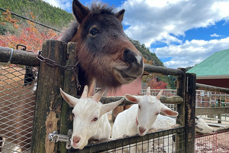 動物ふれあい＆乗馬体験 『わくわくコース』約30分 2名　CC-3 徳島 那賀 体験 乗馬 乗馬体験 チケット トラベル ふれあい 動物とふれあい 自然 アウトドア レジャー 景品 2名様 2枚 思い出 【体験チケット】