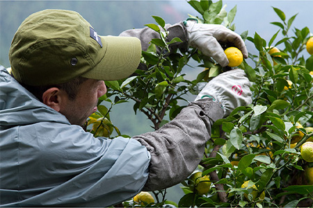 【香料・着色料不使用】【ギフト箱入】きとうゆずサイダー340ml × 6本セット [木頭ゆず 木頭柚子 木頭ユズ きとうゆず 柚子 ゆず ユズ 果汁 果汁ジュース サイダー 炭酸 炭酸飲料 ジュース 飲み物 飲料 美味しい うまい カクテル お酒 ハチミツ はちみつ 蜂蜜 贈り物 贈答 プレゼント ギフト] 【OM-29】 通常用