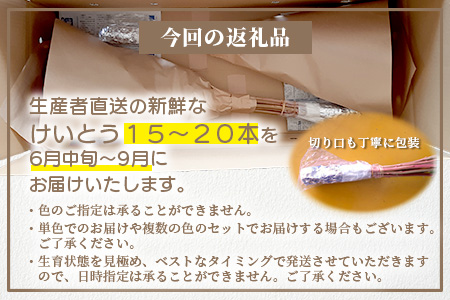 ≪6月中旬～9月発送≫ 那賀町産 けいとう 15本～20本【相生の花】【徳島県 那賀町 生花 お花 花束 生け花 華道 鶏頭 ケイトウ 生産者直送 プレゼント 贈り物 フラワーアレンジメント インテリア ドライフラワー 切り花 切花 仏花 お盆 彼岸】 MN-1
