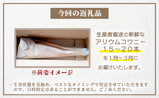 【先行受付】【1月～3月発送】アリウムコワニー 15本～20本 徳島県 那賀町産【相生の花 生花 お花 花束 生け花 華道 生産者直送 プレゼント 贈り物 フラワーアレンジメント インテリア ドライフラワー 切り花 切花】MN-2