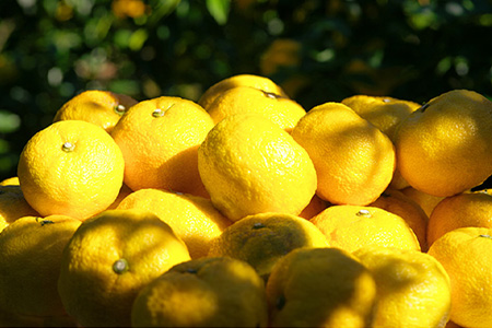 【香料・着色料不使用】【ギフト箱入】きとうゆずサイダー340ml × 6本セット [木頭ゆず 木頭柚子 木頭ユズ きとうゆず 柚子 ゆず ユズ 果汁 果汁ジュース サイダー 炭酸 炭酸飲料 ジュース 飲み物 飲料 美味しい うまい カクテル お酒 ハチミツ はちみつ 蜂蜜 贈り物 贈答 プレゼント ギフト] 【OM-29】 通常用