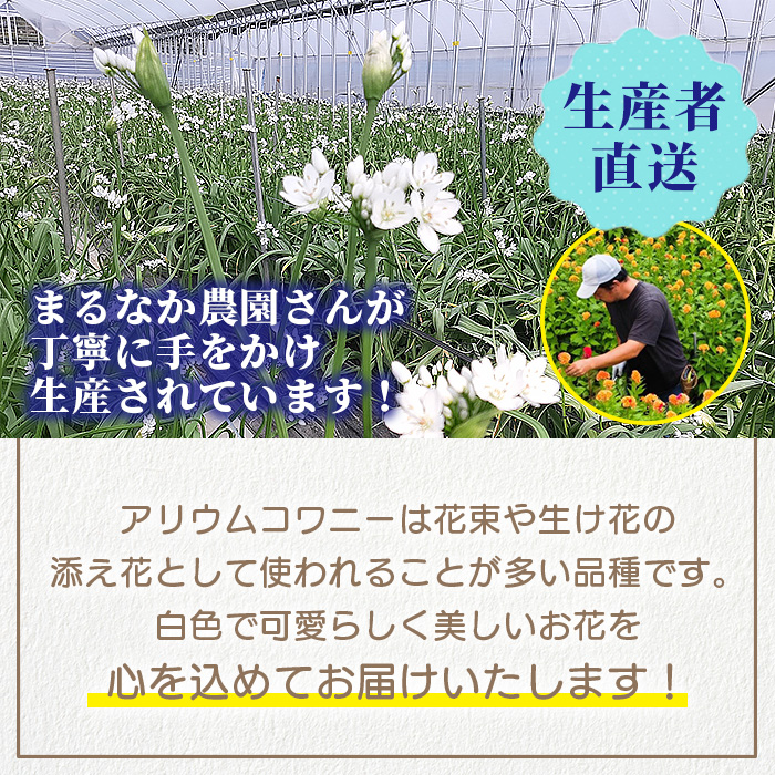 【先行受付】【1月～3月発送】アリウムコワニー 15本～20本 徳島県 那賀町産【相生の花 生花 お花 花束 生け花 華道 生産者直送 プレゼント 贈り物 フラワーアレンジメント インテリア ドライフラワー 切り花 切花】MN-2