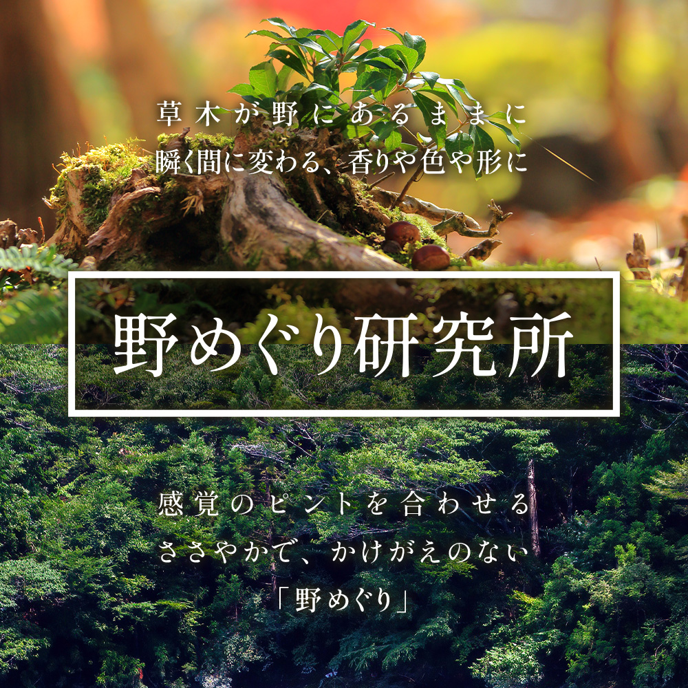 【橋本山林】一日一組限定ツアー（1～9月）1名様 【徳島県 那賀町 ツアー イベント 現地体験型 体験 旅行 グループ 限定 仲間 社員研修 環境学習】NM-11