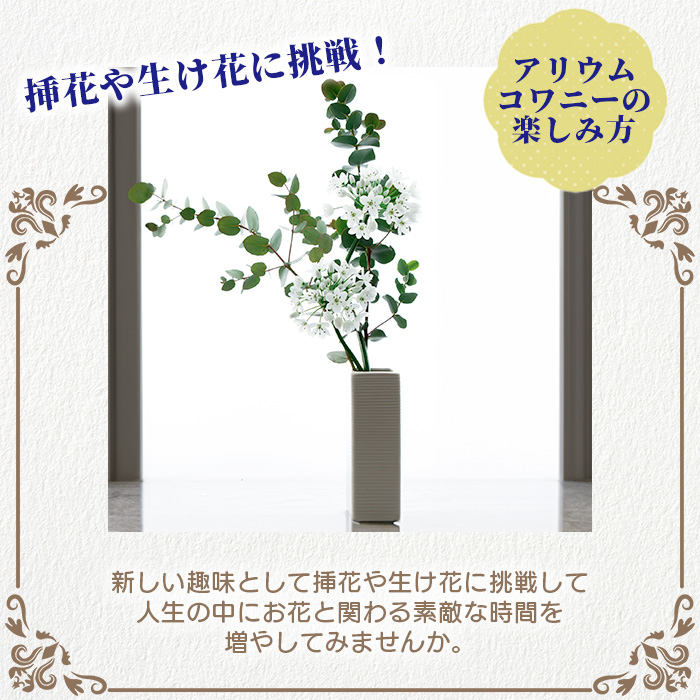 【先行受付】【1月～3月発送】アリウムコワニー 15本～20本 徳島県 那賀町産【相生の花 生花 お花 花束 生け花 華道 生産者直送 プレゼント 贈り物 フラワーアレンジメント インテリア ドライフラワー 切り花 切花】MN-2