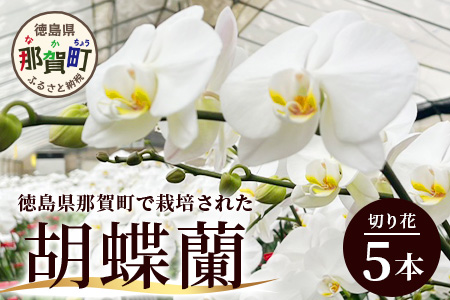 胡蝶蘭 5本(切り花 1本あたり5～7輪)［徳島県産 徳島県 那賀町 花 はな フラワー 胡蝶蘭 大輪 お祝い 祝い お祝い花 誕生日 結婚記念日 母の日 開店 開院 開局 合格 就任 周年 進発 栄転 昇格 還暦 喜寿 新築 仏花 お供え花 お悔み花 プレゼント 贈物 5本］【KN-1】