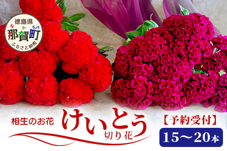 ≪6月中旬～9月発送≫ 那賀町産 けいとう 15本～20本【相生の花】【徳島県 那賀町 生花 お花 花束 生け花 華道 鶏頭 ケイトウ 生産者直送 プレゼント 贈り物 フラワーアレンジメント インテリア ドライフラワー 切り花 切花 仏花 お盆 彼岸】 MN-1