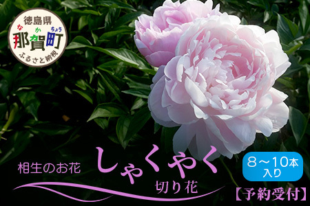 【予約受付】那賀町産 しゃくやく 8本～10本【4月下旬～5月発送】【徳島県 那賀町 相生の花 蕾 生花 お花 花束 生け花 華道 シャクヤク 芍薬 プレゼント 贈り物 フラワーアレンジメント インテリア ドライフラワー 切り花 切花 生産者直送】MN-3