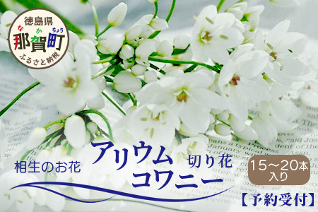 [先行受付][1月〜3月発送]アリウムコワニー 15本〜20本 徳島県 那賀町産[相生の花 生花 お花 花束 生け花 華道 生産者直送 プレゼント 贈り物 フラワーアレンジメント インテリア ドライフラワー 切り花 切花]MN-2