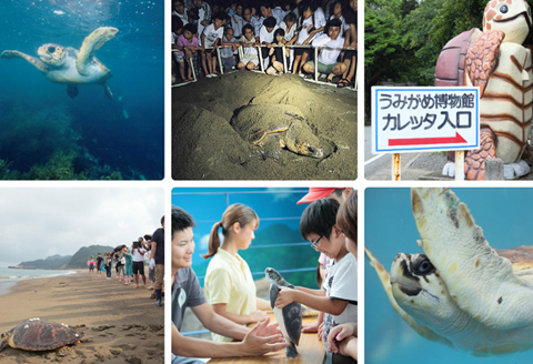 美波町 SDGs カメピンバッジ