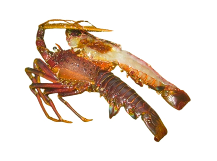 【春期50セット限定】水産庁長官賞受賞！日和佐町漁協直送「天然活伊勢えび」たっぷり1kg（3～5尾）【４月中に獲れ次第発送分】伊勢海老 伊勢えび イセエビ 海老 天然 活 訳あり 1kg 徳島県 美波町 日和佐 産地直送 魚介類 海鮮 数量限定 期間限定 先行予約 お歳暮 お正月 お祝い