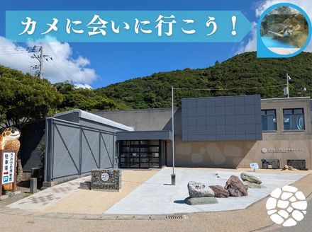 日和佐うみがめ博物館カレッタ　入館年間パス【大人1名分】