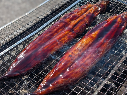 【徳島県産】美波町の森が育んだ「樵木（こりき）備長炭」で焼き上げる。外はパリッ、中はふっくら。職人手焼きの極上うなぎ（大きめ2尾）ふるさと納税 うなぎ 鰻 蒲焼 国産 徳島県 美波町 炭火焼 備長炭 手焼き 大きめ 高級 絶品 お取り寄せ ギフト 土用の丑 SDGs サステナブル 環境保全 伝統　ウナギ