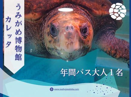 日和佐うみがめ博物館カレッタ　入館年間パス【大人1名分】
