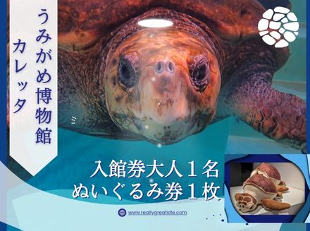 日和佐うみがめ博物館カレッタ　【入館券大人１名と限定スピードくじ１回】